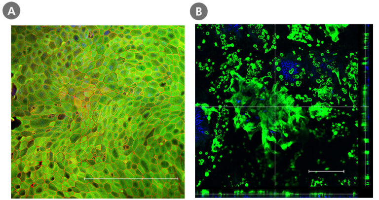 Cell Types Stainsfile